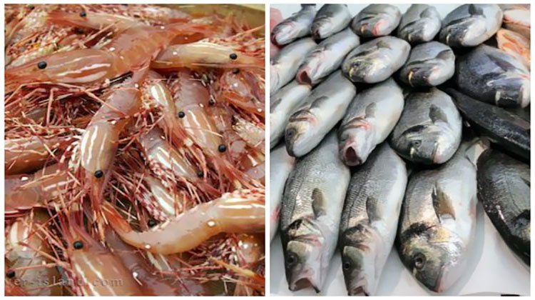 استقرار أسعار الأسماك والجمبري اليوم السبت - البورصجية نيوز