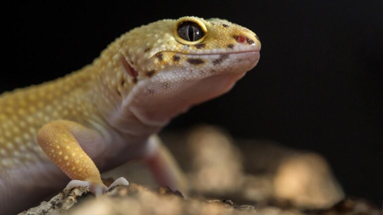 البرص المصري