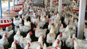 أسعار الدواجن والبيض اليوم الجمعة 16 فبراير 2024