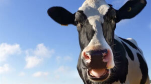 علماء يكشفون: مخاط البقر يحمي من “الهربس والإيدز”