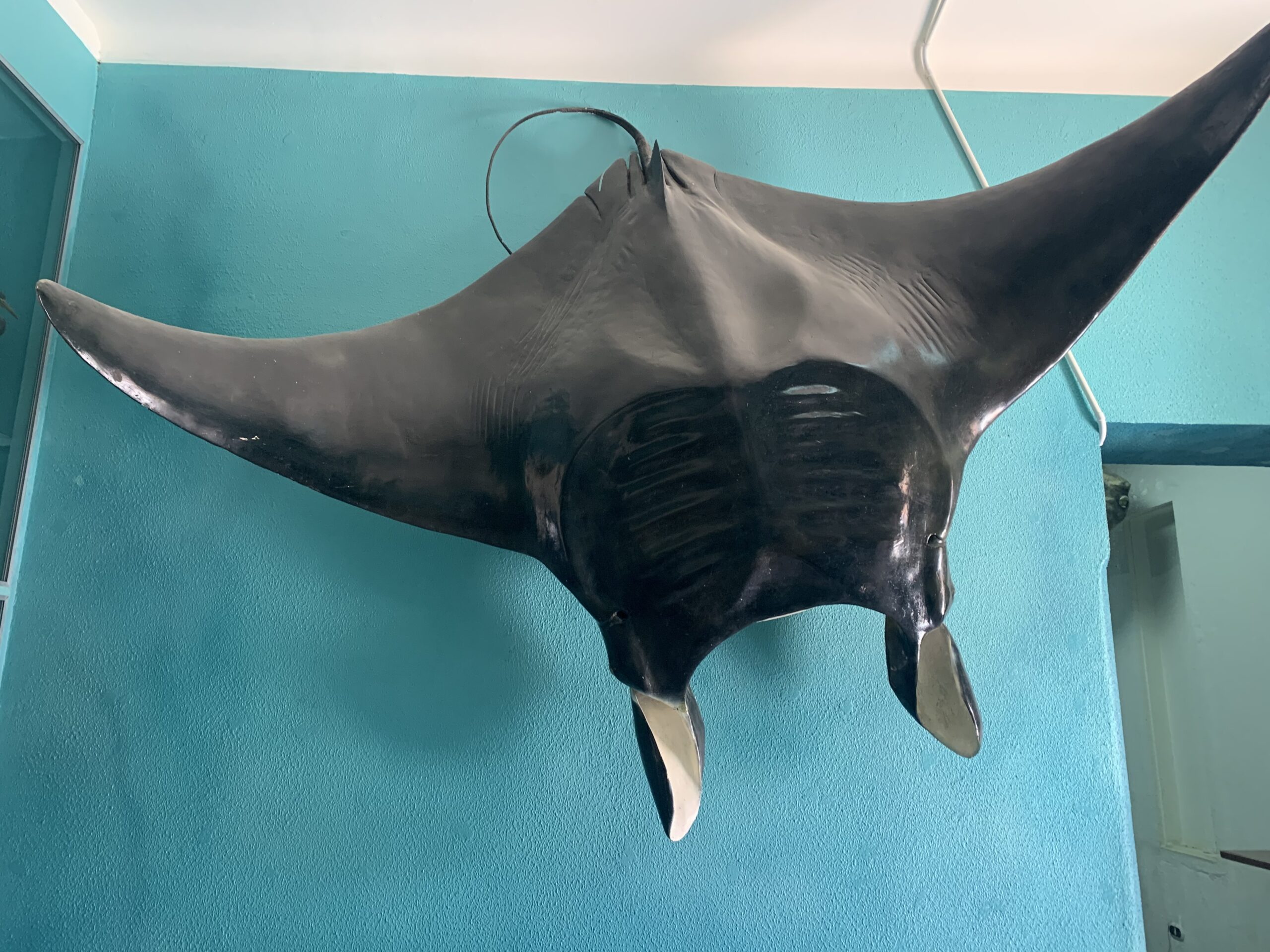  ظهور عدد كبير لسمكة شيطان البحر المهددة بالانقراض  