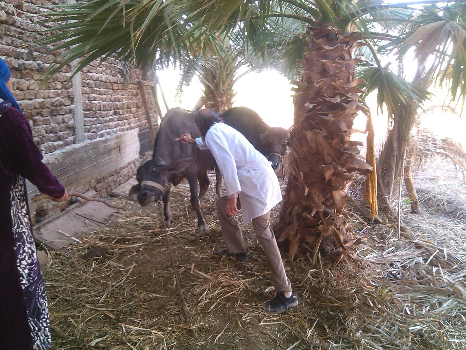 انتظام عمل بالحملة القومية للتحصين ضد الحمى القلاعية والوادي المتصدع بالجيزة