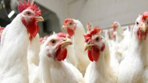 أسعار الدواجن اليوم الجمعة 30 / 12 / 2022