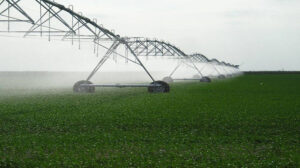 9 نوفمبر .. الدولية للمحاصيل تناقش زيادة رأس المال بـ 448 مليون جنيه عبر توزيع أسهم مجانية