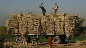 التموين تعلن توريد مليون و400 ألف طن قصب حتى الآن