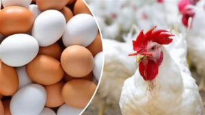 أسعار الدواجن والبيض اليوم الجمعة