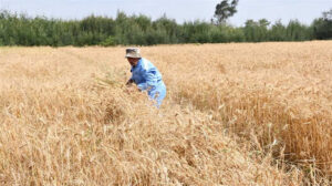 كيف تنجح الحكومة في تأمين مخزون القمح وسط التوترات الجيوسياسية؟