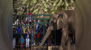 مع اقتراب افتتاح حديقة الحيوان بالجيزة.. ماذا عن أسعار الدخول؟