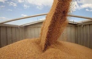 الجزائر تبرم صفقة ضخمة لاستيراد القمح وتوجه بوصلتها نحو البحر الأسود