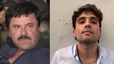 نجل التشابو