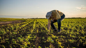 أرباح الدولية للمحاصيل الزراعية تقفز إلى 118 مليون جنيه خلال 6 أشهر
