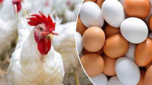 أسعار الدواجن اليوم الجمعة 24 – 2 – 2023