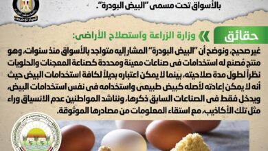 بيض البودرة