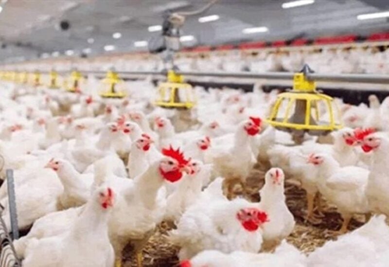  اتحاد الغرف التجارية: أسعار الدواجن في طريقها للانخفاض