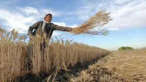 توريد 3.6 ألف طن قمح للصوامع والشون في الشرقية