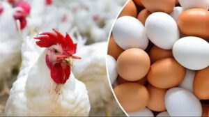 أسعار الدواجن والبيض اليوم الاثنين