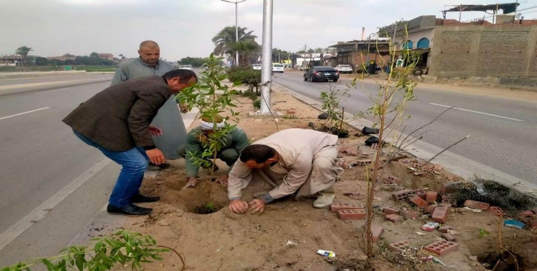 محافظ الجيزة يتابع نسب زراعة 315ألف شجرة بالجيزة