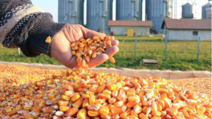 الإفراج عن 211 ألف طن اعلاف”الذرة والصويا” بقيمة 99 مليون دولار