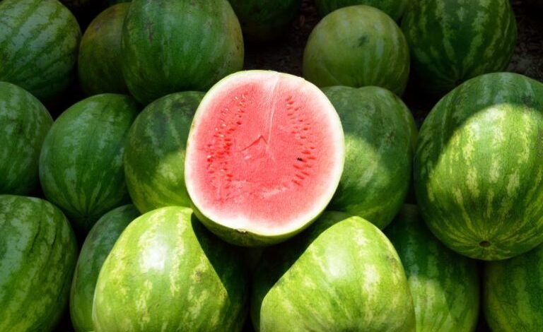 البطيخ