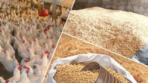 الإفراج عن 308 آلاف طن أعلاف “الذرة والصويا” بـ134 مليون دولار