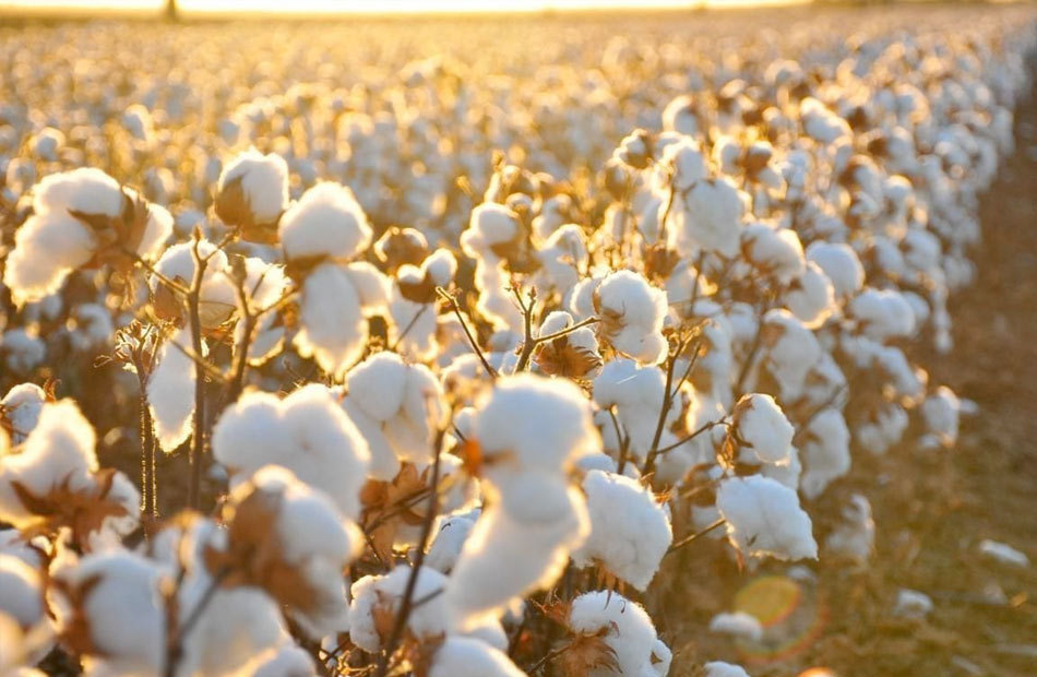 5500 جنيه سعر توريد القطن طويل التيلة