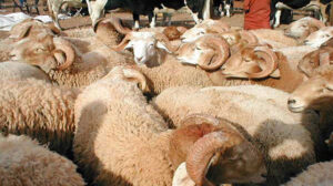 أستاذ رقابة على اللحوم يقدم نصائح لشراء أضحية بحالة جيدة