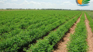 تابعة لـ”نهر الخير للتنمية” تتعاقد على وثيقة تأمين بقيمة 19.5 مليون جنيه