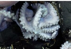 اكتشاف ثالث حضانة أخطبوط على عمق 3000 متر فى كوستاريكا.. صور