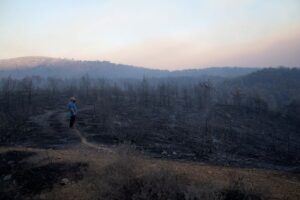 “قطع الأشجار” يثير عاصفة من الانتقادات.. ومطالبات بـ”محاسبة المتورطين”