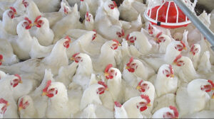 الإسماعيلية مصر للدواجن تنفى تفاوضها على تأجير أصول الشركة