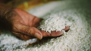 “فاو”: مؤشر أسعار الأرز العالمي الأعلى مستوى خلال 12 عامًا في يوليو