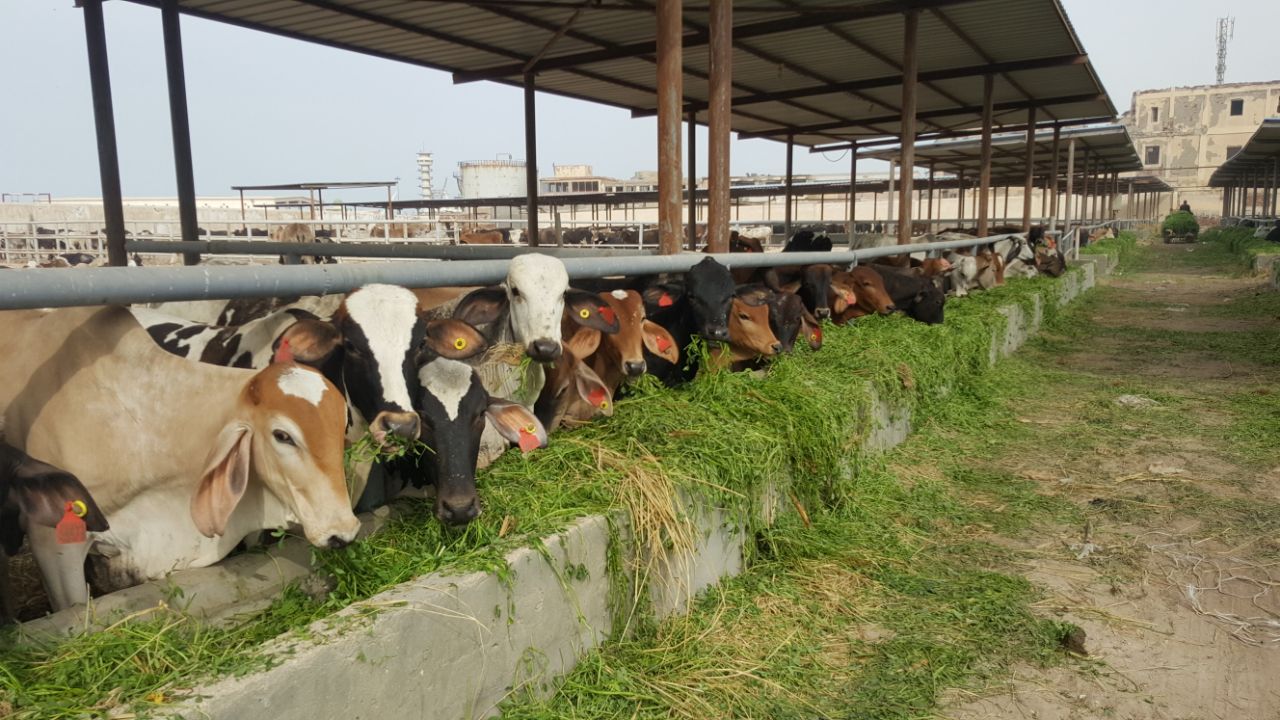 ميناء دمياط يستقبل  1150 عجل تسمين و23 ألف طن بضائع العامة