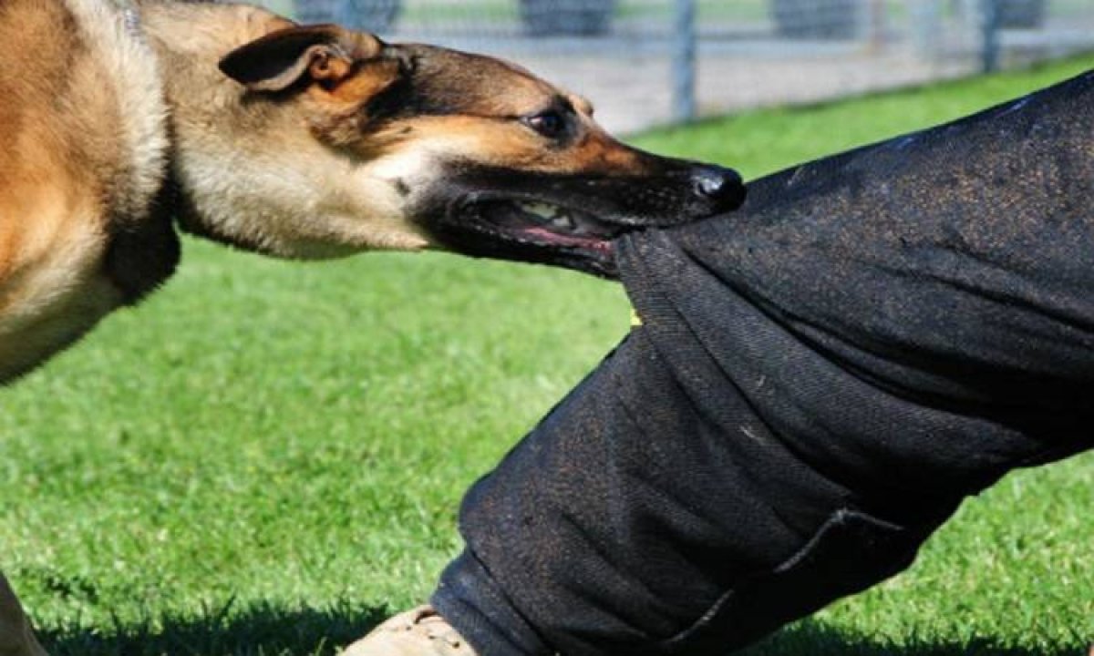 الداخلية .. تفاصيل القبض على الأجنبى المتهم بالتعدى على كلب بسكين فى العجوزة