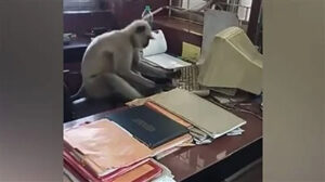 قرد يعمل على الكمبيوتر في محطة سكة حديد