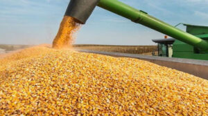 الإفراج عن 319 ألف طن من أعلاف الذرة والصويا بقيمة 170 مليون دولار
