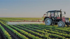 الدولية للمحاصيل الزراعية تدرس إنشاء شركة لإنتاج تقاوي البطاطس