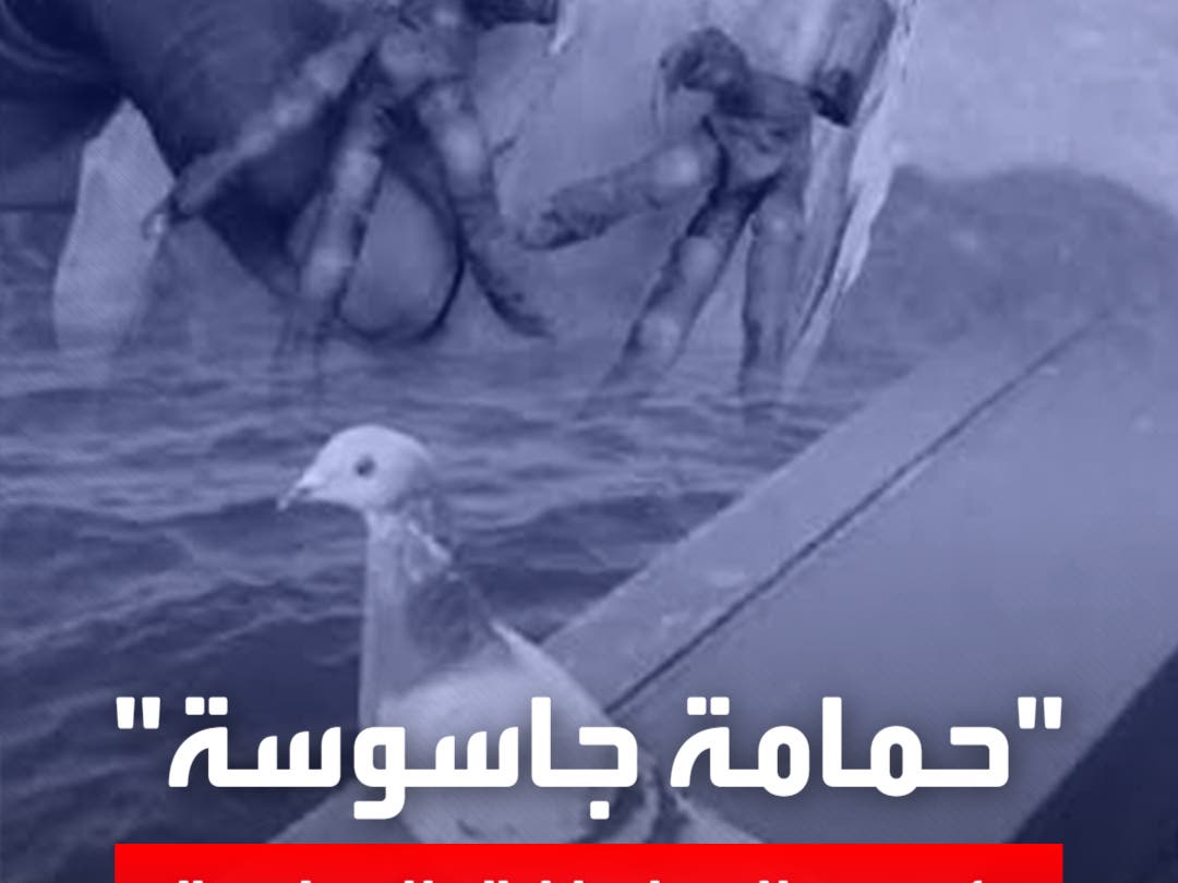 بعد اتهامها بالتجسس.. الهند تطلق سراح حمامة بعد 8 أشهر من السجن