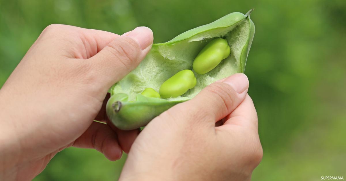 الفول الأخصر يحمي الحامل من الأنيميا ويزيدها بالكالسيوم