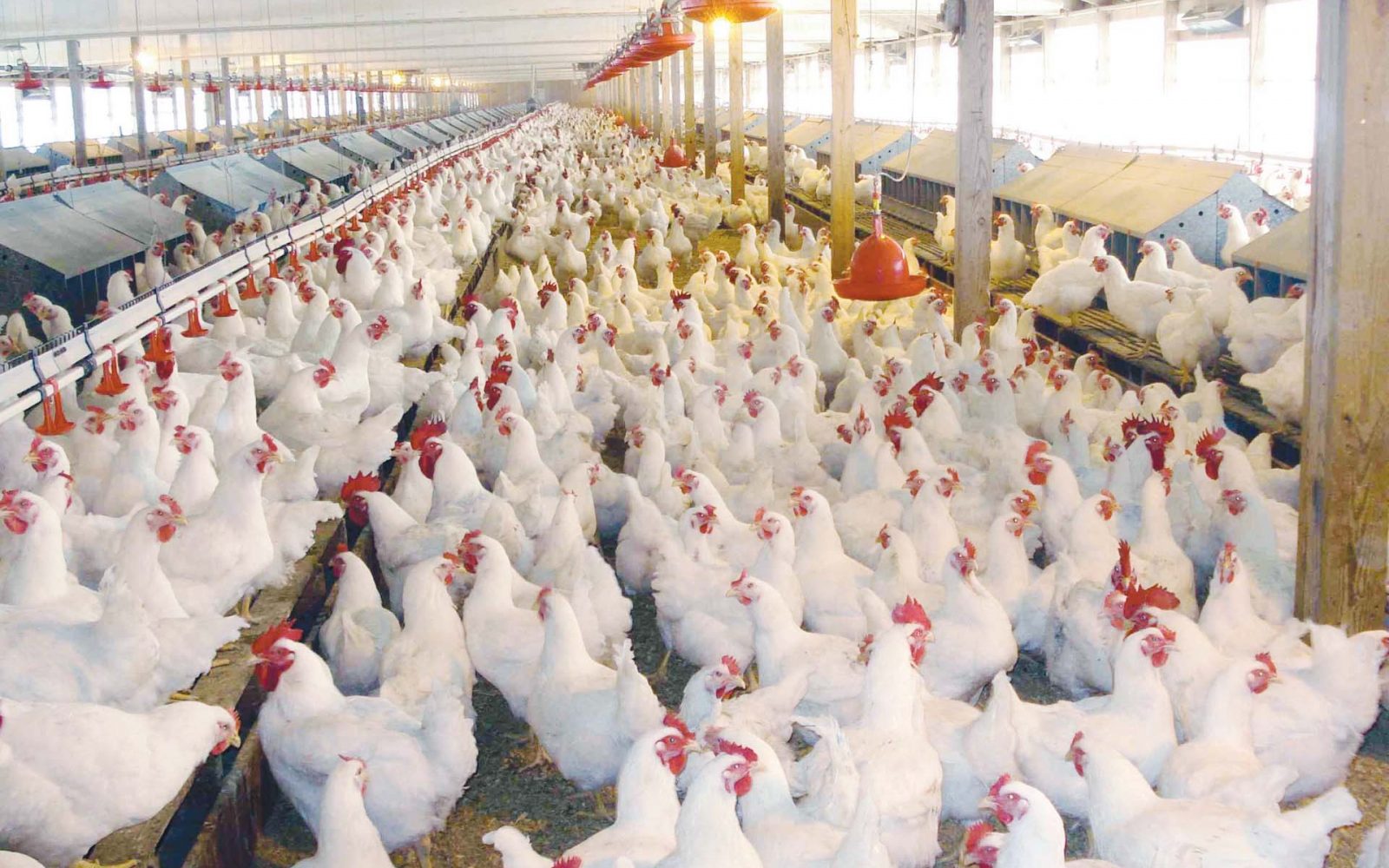 أسعار الدواجن والبيض في مصر اليوم الأحد