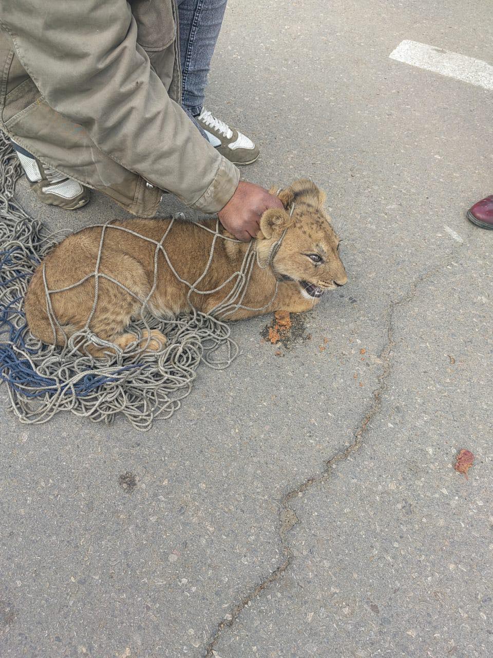 بالصور ..ظهور أسد صغير يثير  رعب الأهالي في شوارع التجمع الأول