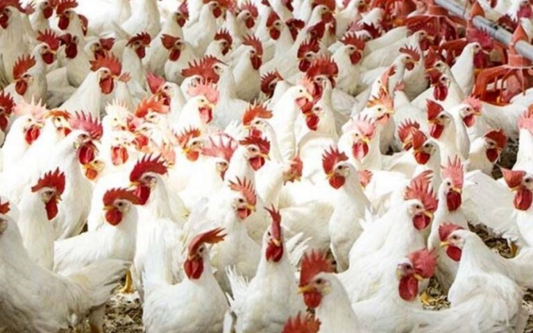 الدواجن والبيض