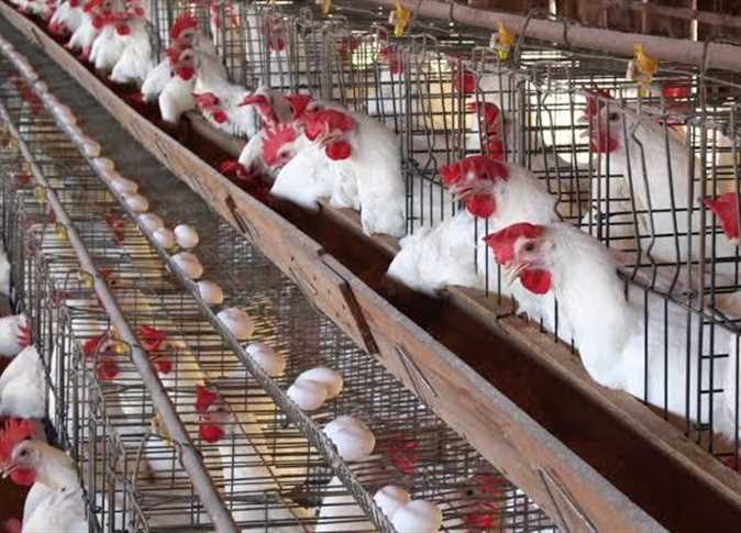 البانيه يصل لـ 230 جنيهًا.. أسعار الدواجن والبيض في مصر اليوم الخميس