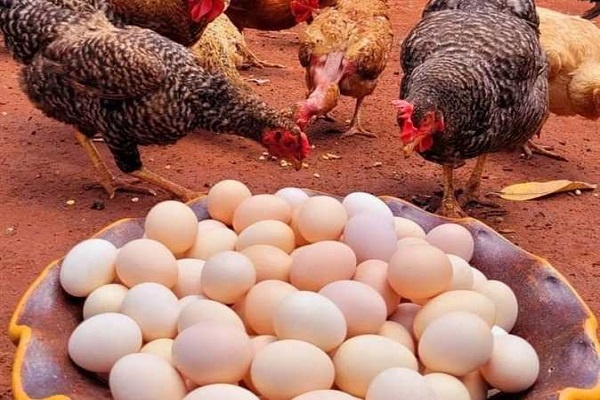 أسعار الدواجن والبيض