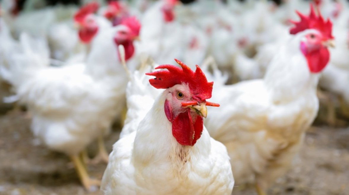 أسعار الدواجن والبيض في مصر اليوم السبت