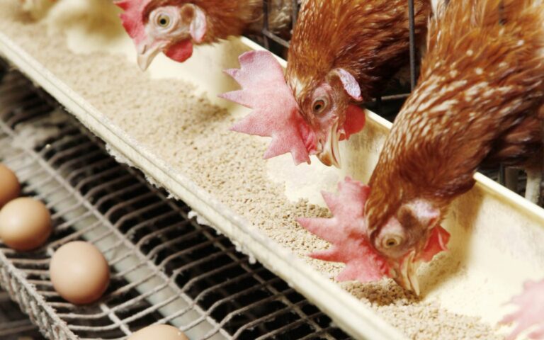 الدواجن والبيض