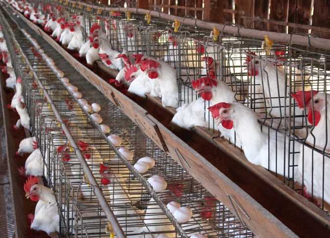 الدواجن والبيض