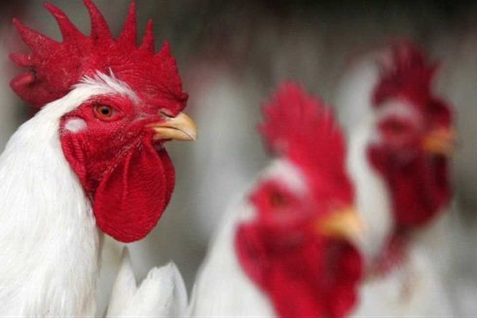 أسعار الدواجن والبيض في مصر اليوم الأحد