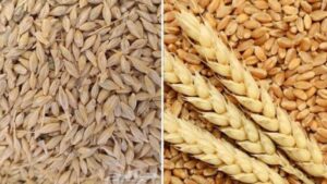 الحكومة تنفي استيراد مصر شحنات تقاوي فاسدة