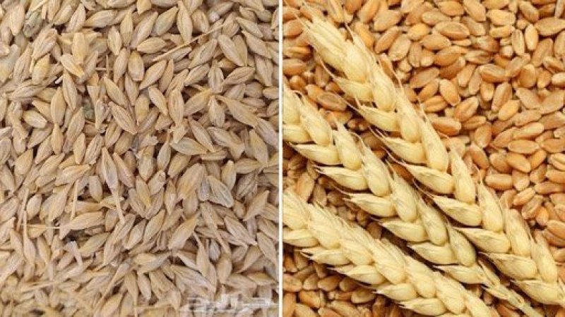 الحكومة تنفي استيراد مصر شحنات تقاوي فاسدة