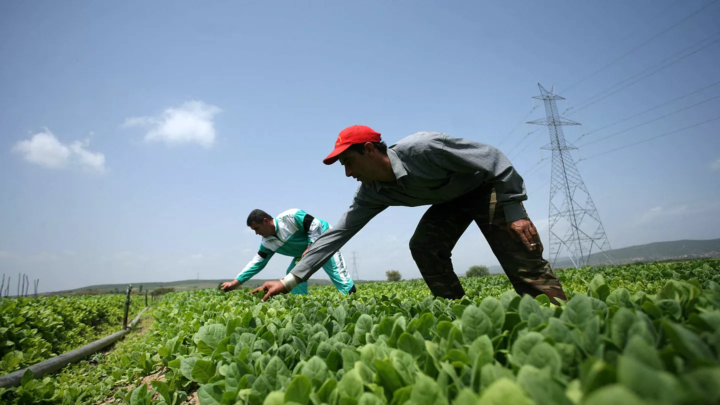 بداية من يونيو… اليونان تستعين بآلاف المزارعين المصريين بموجب اتفاق “مفيد للطرفين”